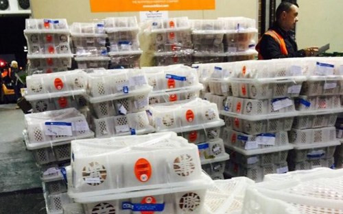 Những lô hàng vải thiều của Việt Nam đã có mặt tại Australia. Ảnh: moit.gov.vn