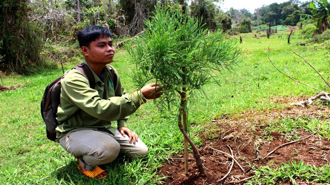 Cây thủy tùng ghép trồng ngoài thực địa