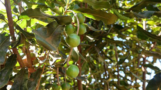 Cây mắc ca trồng tại Tây Nguyên