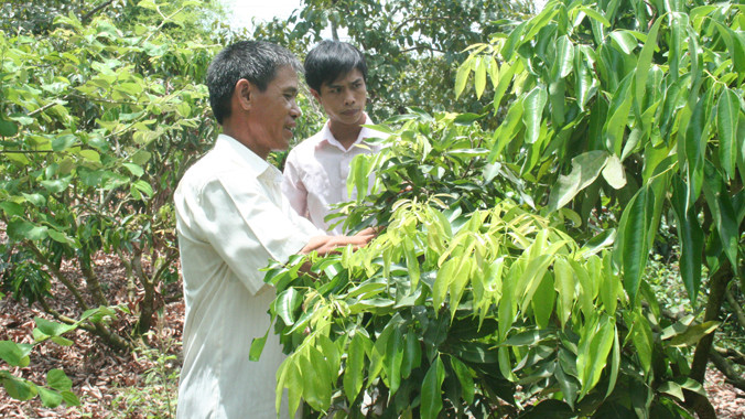 Tiêu chuẩn để xuất khẩu vải thiều vào Mỹ cực kỳ nghiêm ngặt, đòi hỏi từ khâu chăm sóc cây vải. Ảnh: N.T