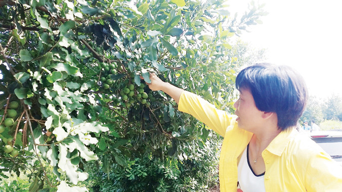 GS Hoàng Hòe, chuyên gia về mắc ca ở Việt Nam tìm hiểu kỹ lưỡng giống mắc ca Trung Quốc.