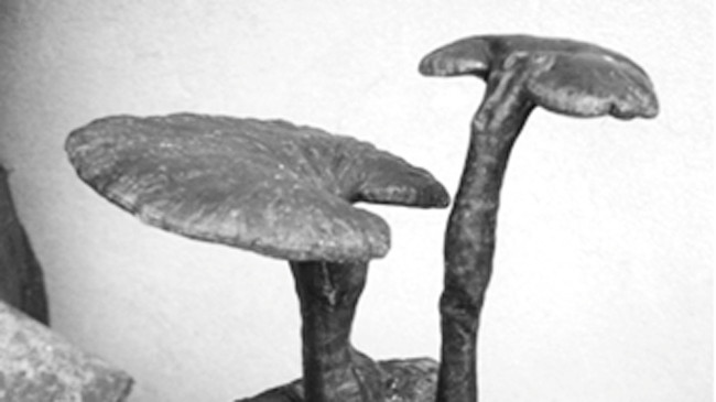 Nấm Lim Xanh - Liệu pháp chữa trị ung thư mới