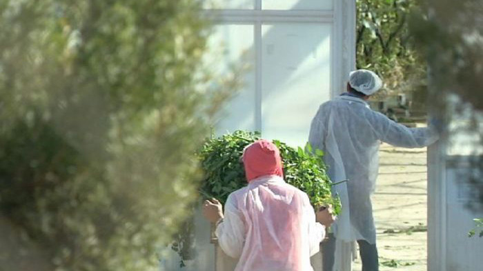 Lao động nước ngoài chủ yếu thu hoạch rau quả hoặc làm việc trong các nhà máy chế biến. Ảnh: ABC