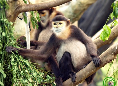 Điều tra vụ sát hại 5 con voọc chà vá chân đen