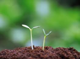 Hãy gieo mầm thiện để đón nhận quả ngọt. Ảnh nguồn internet.