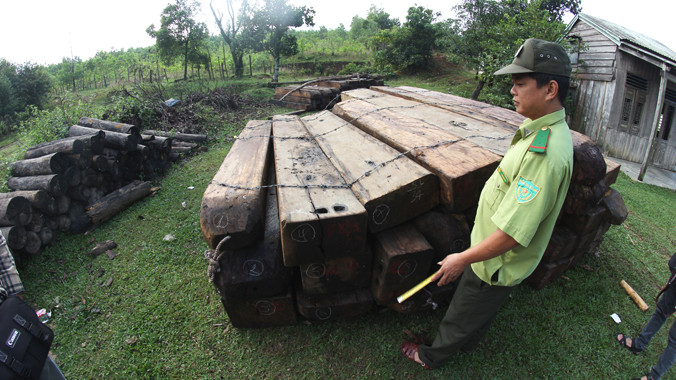 Gỗ lậu trong rừng Bà Nà - núi Chúa được tập kết tại trạm kiểm lâm dốc Kiền (Quảng Nam). Ảnh: Nam Cường