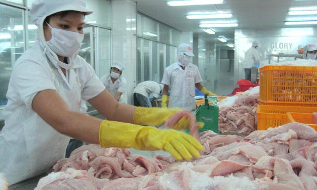 Sơ chế cá tra tại một nhà máy.