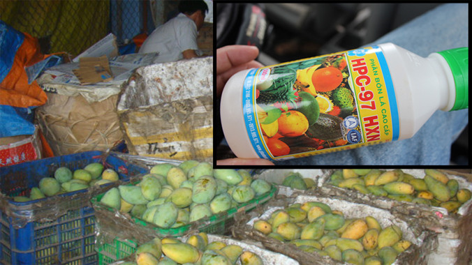 Xoài trồng ở huyện Định Quán, tỉnh Đồng Nai từng xuống mức giá 2.000 đồng/kg trong vụ xoài vừa qua, trong đó có nguyên nhân người tiêu dùng lo xoài bị phun thuốc kích thích tăng trưởng (ảnh lớn). Một loại thuốc làm chín nhanh các loại trái cây (ảnh nhỏ).