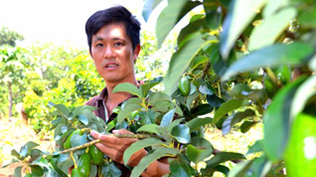 Nông dân Mười Bơ thu nhập tiền tỷ từ các giống bơ mới