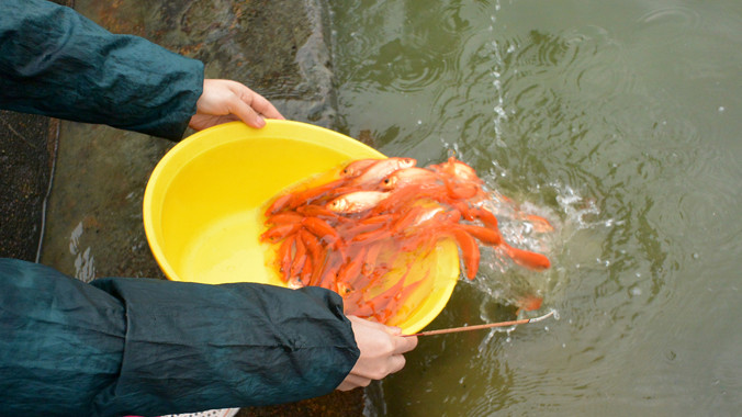 Nhiều người đựng cá trong xô chậu thay vì túi nilon