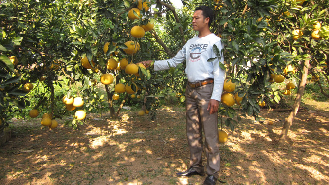 Anh Ngọc bên vườn bưởi trĩu quả