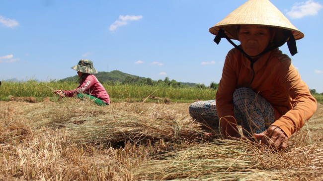 Người dân xã Mỹ Tài cắt lúa non về cho bò ăn