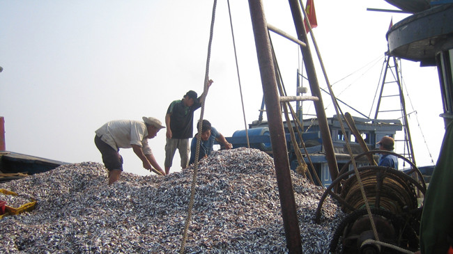 Giá dầu giảm, ngư dân phấn khởi được mùa. Ảnh: Việt Hương