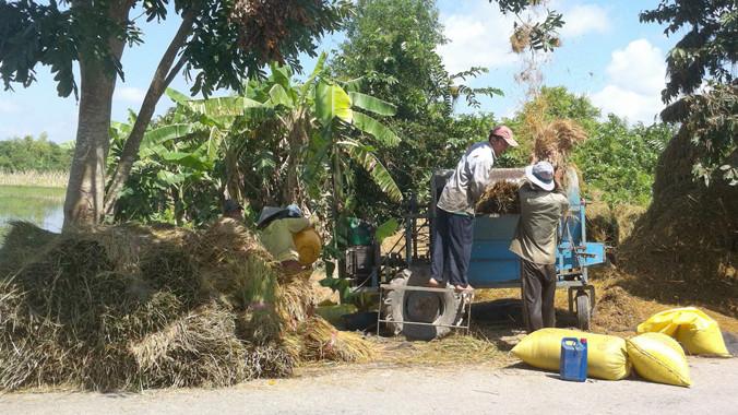 Suốt lúa ở huyện Châu Thành A, tỉnh Hậu Giang. Ảnh: Ngọc Duyên