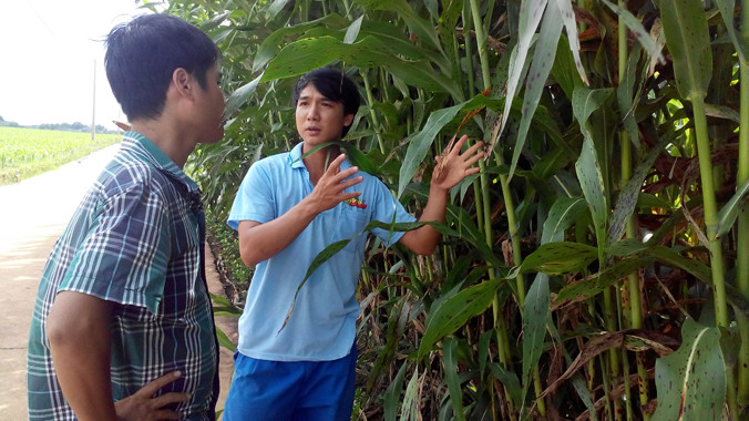 Hằng ngày, kỹ sư Trương Quốc Việt vẫn ghi chép, theo dõi sự sinh trưởng của giống cây bo bo. Ảnh: Việt Văn