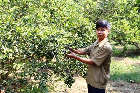 Cao Hữu Trí làm giàu từ mô hình trông quýt đường (ảnh: NVCC)