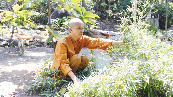 Trúc đen, loài tre quý hiếm được ghi trong Sách đỏ đã có mặt trong khu bảo tồn tre của thầy Thích Thế Tường. Ảnh: Thanh Trần