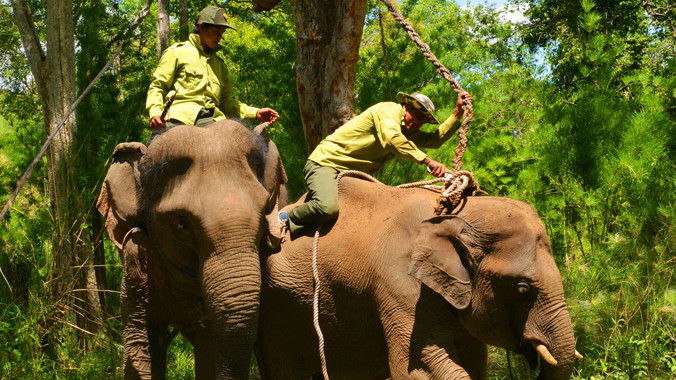 Nài voi Y Mức cưỡi Cu Sứt Anh cắt dây trói dưới sự bảo vệ của voi bảo mẫu Bun Khăm. Ảnh: H.T.N