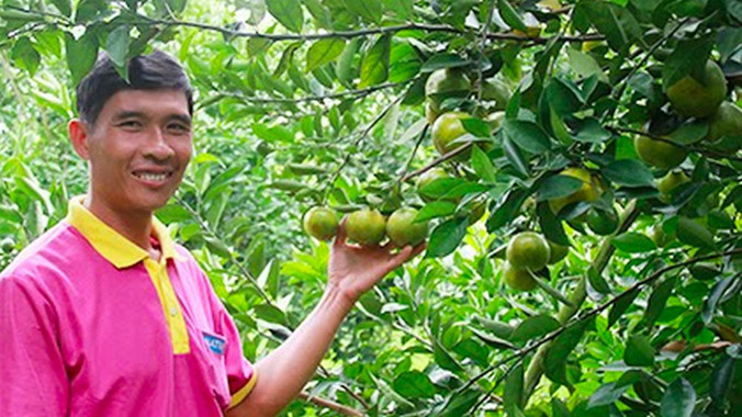  Ông Huy với vườn quýt bán vào siêu thị. Ảnh: Ngọc Huyền