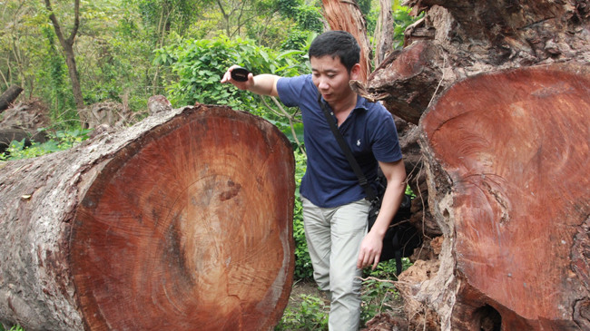 PV Minh Đức tiếp cận kho gỗ đốn hạ trên đường phố Hà Nội. Ảnh: PV