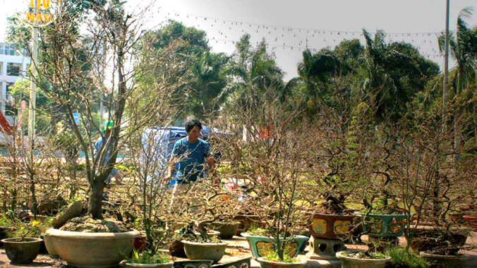 “Lão mai” đọ sắc với mai ghép