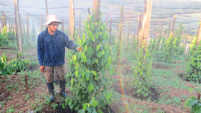 Ứng dụng công nghệ hiệu quả cao 