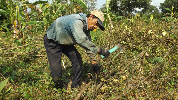 Ông Hải đang đốn cam sành. Ảnh: Hòa Hội