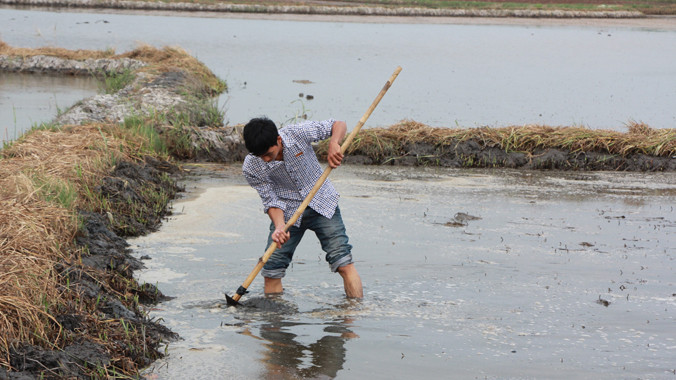 Các thửa ruộng của gia đình ông Thành có hiện tượng lạ, nước nổi bọt 
