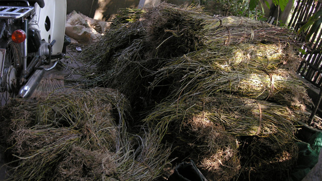 Lan rừng được đầu nậu tập kết để bán cho thương lái dưới xuôi