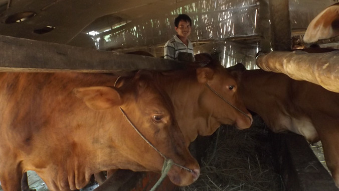 Anh Phúc bên đàn bò của mình