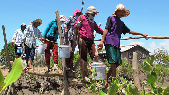 Người dân ven biển Bạc Liêu đi rừng bắt ốc về. Ảnh: Tiến Hưng