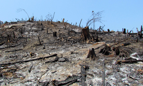 Một vạt rừng bị đốt trụi hoàn toàn. Ảnh: Nguyễn Đình Quân.