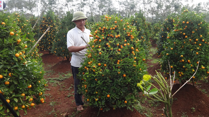 Gò thế, tạo dáng mới cho quất