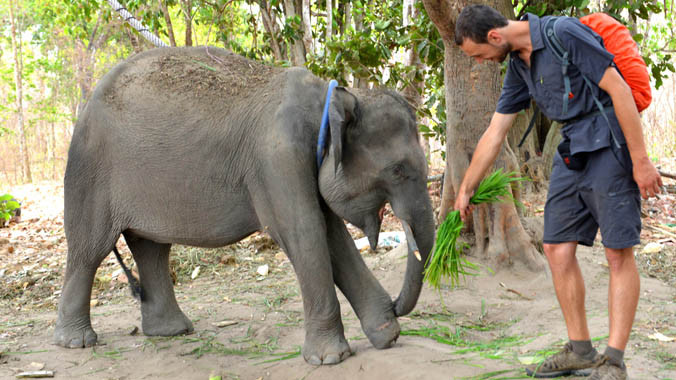 Cu Sứt Em thận trọng từ chối món cỏ do du khách mời. Ảnh: HTN