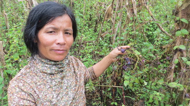 Vườn sâm chị YH’lạng xen canh với ngô