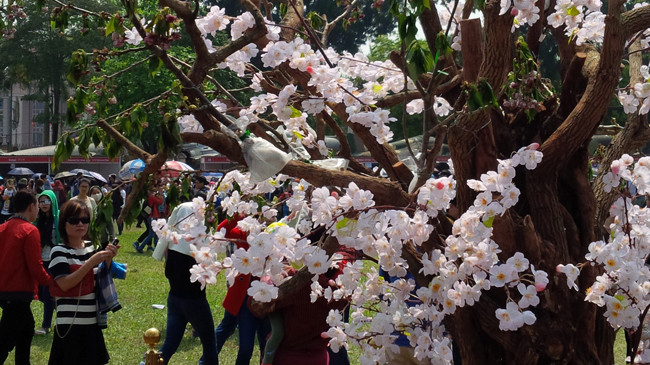 Hoa anh đào giả cắm trên gốc cây thật. Ảnh: Trung Dũng