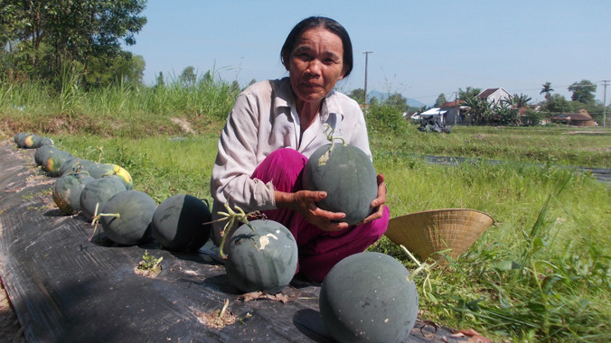 Dưa hấu tại xã Tịnh Hiệp, huyện Sơn Tịnh, Quảng Ngãi còn sót lại