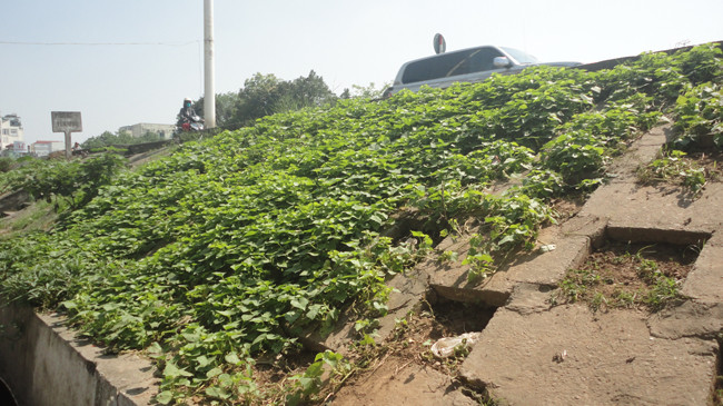 Trồng rau trên thân đê