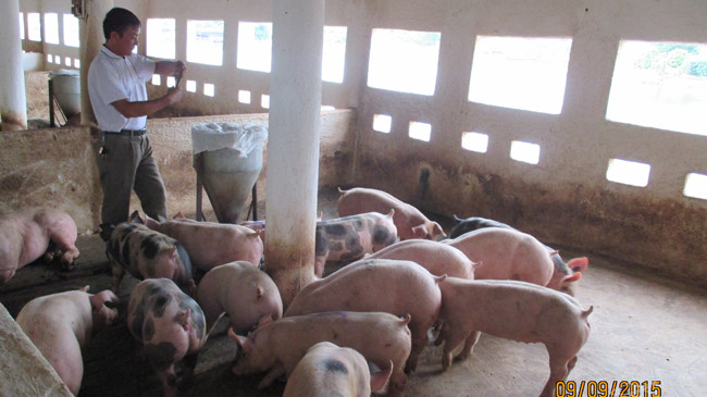 Anh Nguyễn Văn Báo kiểm tra đàn vật nuôi