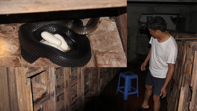 Làng nghề nuôi rắn Tứ Xã đứng trước nguy cơ phá sản vì không tìm được đầu ra cho sản phẩm (ảnh lớn), Rắn nái đẻ trứng (ảnh nhỏ)