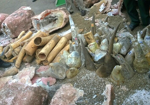 Ngà voi và sừng tê giác bị bắt giữ được ngụy trang bằng những khối đá cẩm thạch rỗng ruột. Ảnh: N. Trường.