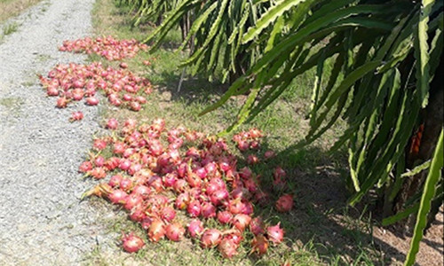 Thanh long phải đổ bỏ ở Bình Thuận. Ảnh: M.T