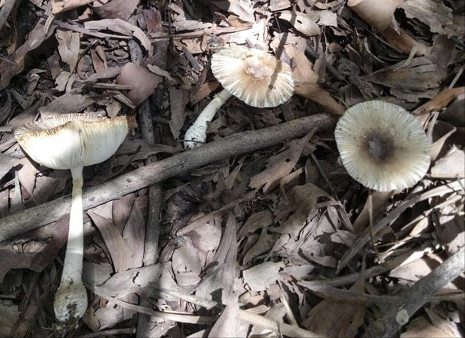 Nấm lạ sau khi gia đình bà Nhiếk ăn. Ảnh: Người nhà cung cấp