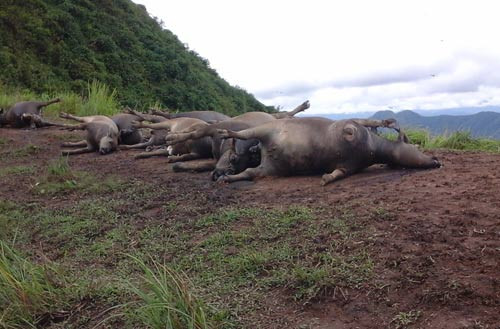 Trâu chết nằm la liệt trên bãi chăn thả của thôn Khuổi Dò, xã Bạch Ngọc. Ảnh: Nam Anh/VnExpress