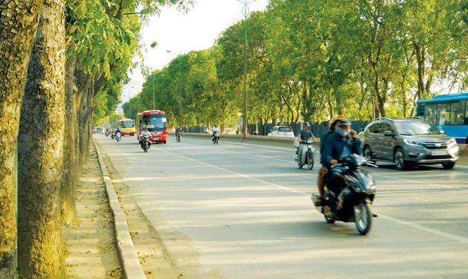 Cây xà cừ trên đường Phạm Văn Đồng. Ảnh: Mạnh Thắng.