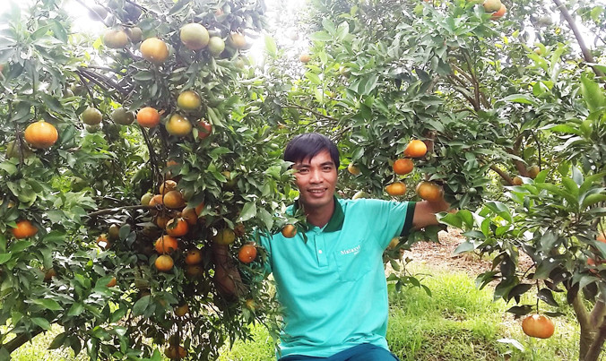 Vườn cam Canh của anh Chiến chín rộ dịp Tết Nguyên đán.