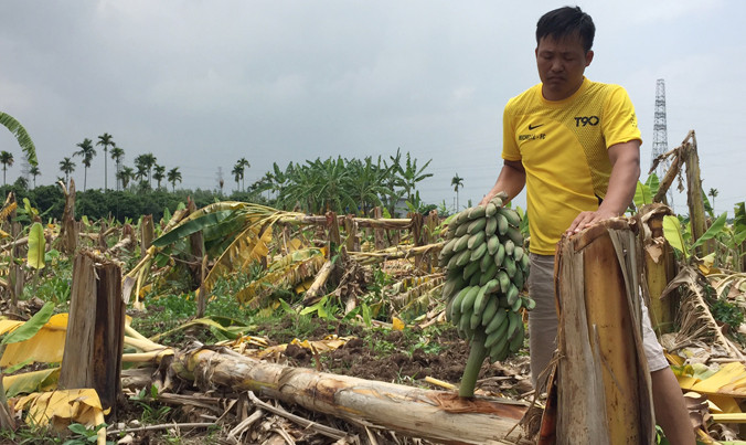 Khu vườn chuối của hộ ông Quân đã bị nhóm đối tượng chặt phá.