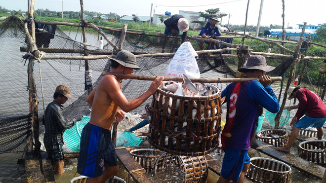 Nguồn nguyên liệu cá tra đang thiếu hụt nghiêm trọng, dù nhu cầu thị trường lớn. Ảnh: Bình Phương.