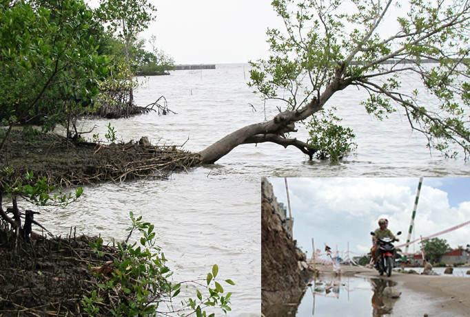 Rừng phòng hộ bị sạt lở (ảnh to); Một biển báo hiệu cũng bị xô ngã (ảnh nhỏ). Ảnh: Tiến Hưng.