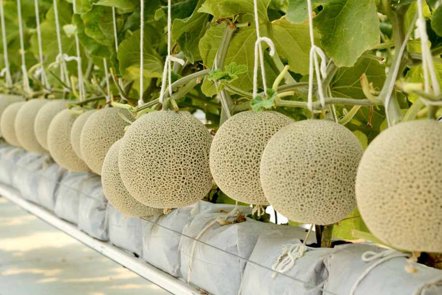 Dưa lưới Nhật thương hiệu Việt và khát vọng về một vùng rau, quả chất lượng cao